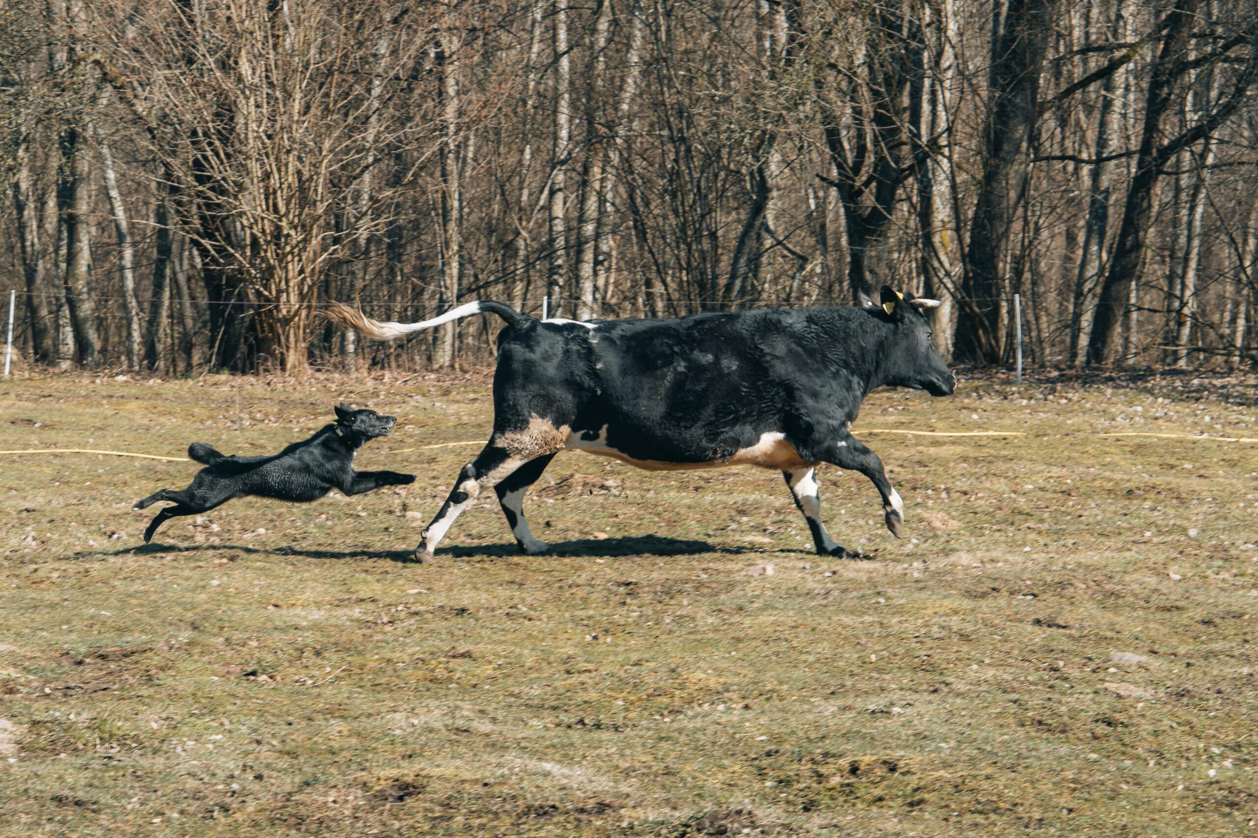 Jeder Schritt zählt: Tierleid vermeiden als Prozess