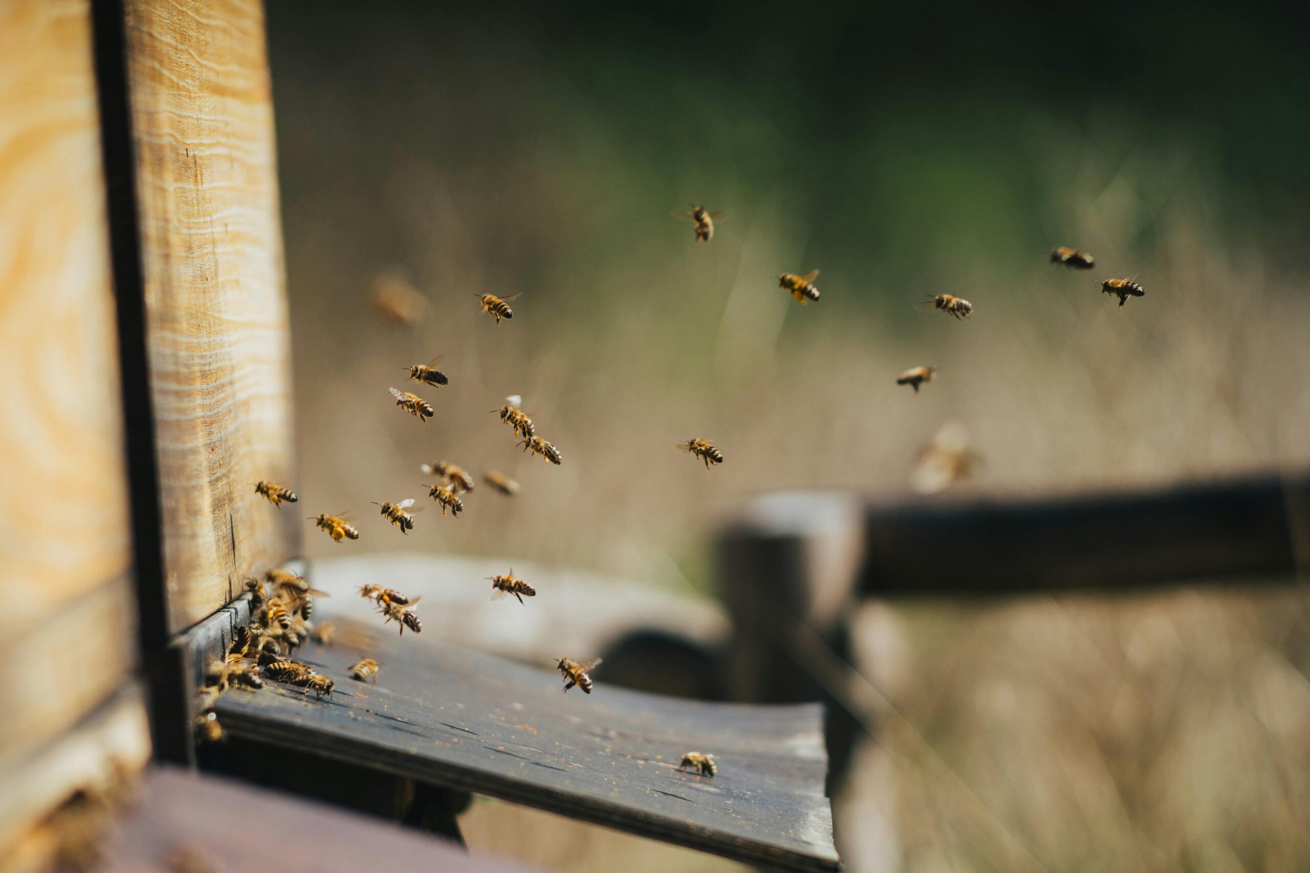 Bienenvolk im Wandel: Was neue Studien über Wildbienen und Bestäuberkrise sagen