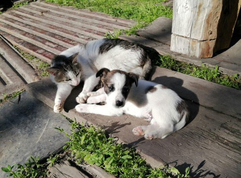 A cute puppy and a cat lounging in the sun, enjoying a peaceful moment outdoors.