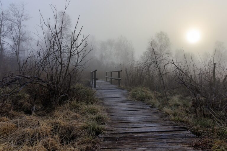 bad wurzach, reed, high moor, natural reserve, moor, landscape, nature reserve, the atmosphere, wetland, swampy, atmospheric, morning sun, fog, moor ghosts, backlighting, lighting mood, scary, quiet, reflection, einkehr, boardwalk, wooden track, path, bridge, wooden bridge, reed, moor, moor, moor, moor, moor, wetland, scary, boardwalk, bridge, wooden bridge