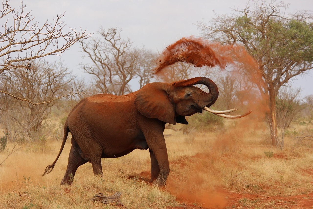 Ein Elefant, ein Name und ein Markt, der beides nicht versteht
