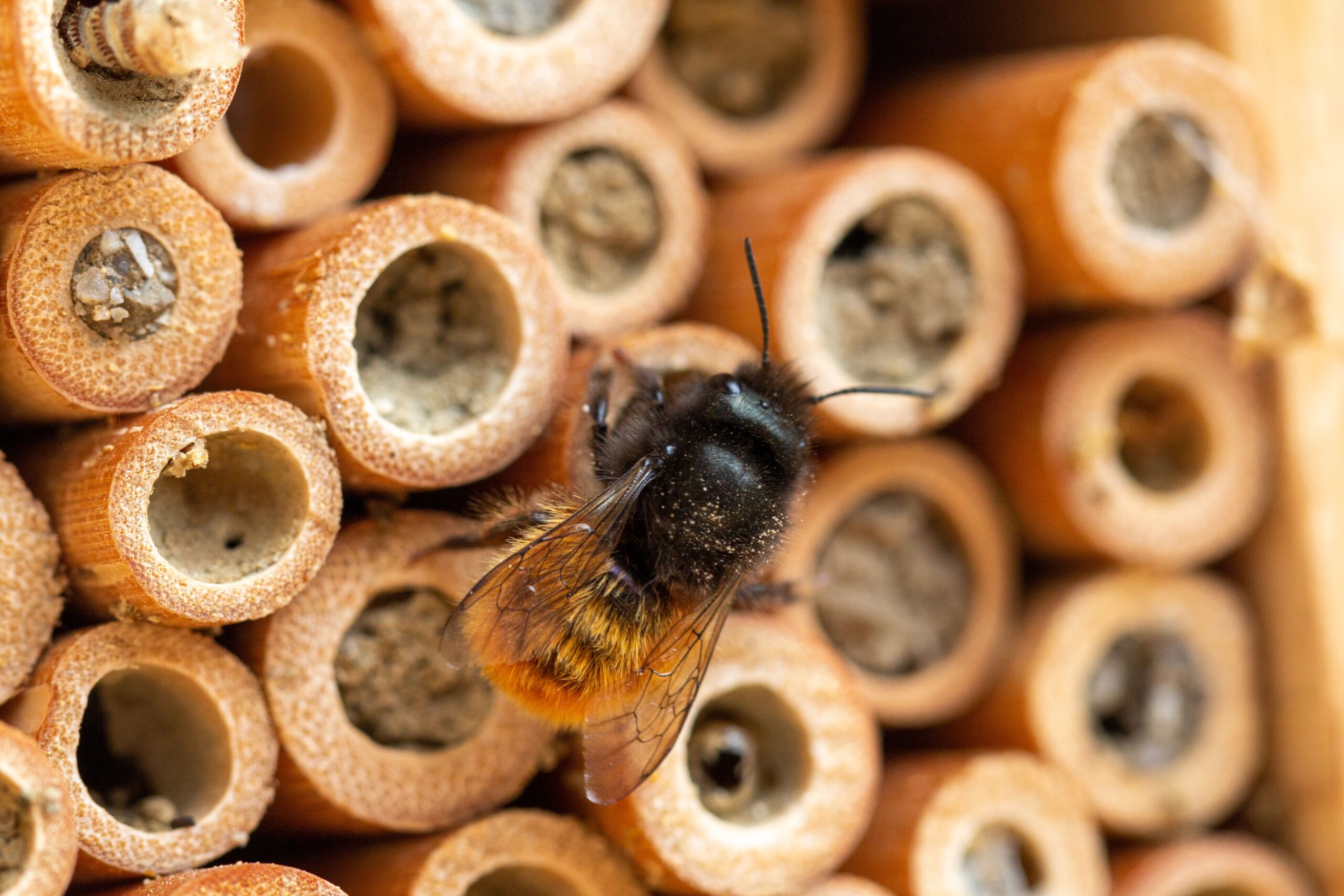 Wildbienen statt Honigbienen: Wer die Bestäubung wirklich rettet