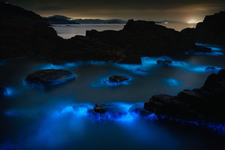Stunning night view of bioluminescent waters along a rocky coast, glowing bright blue.