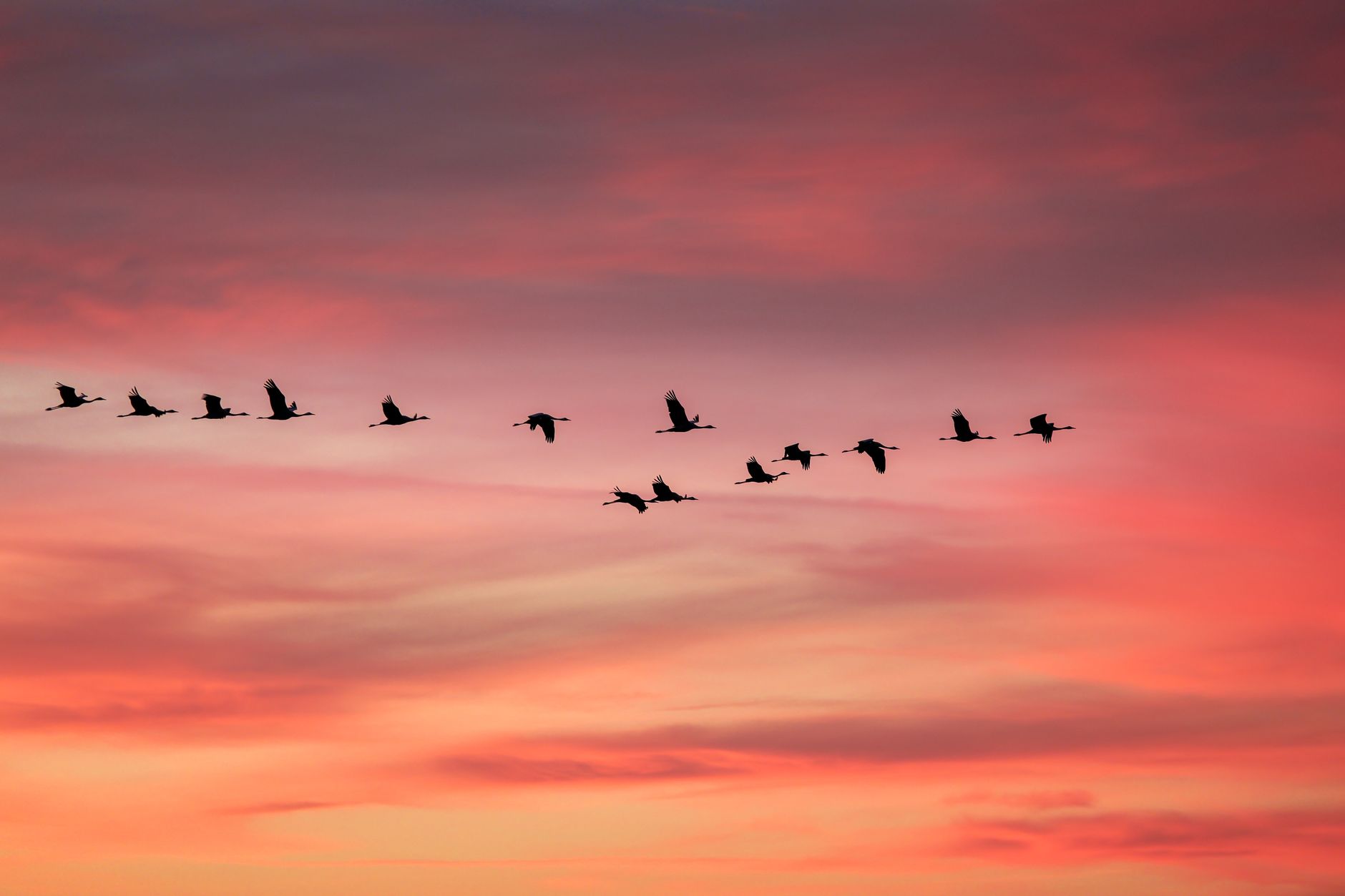 flock of birds flying against vibrant sunset sky