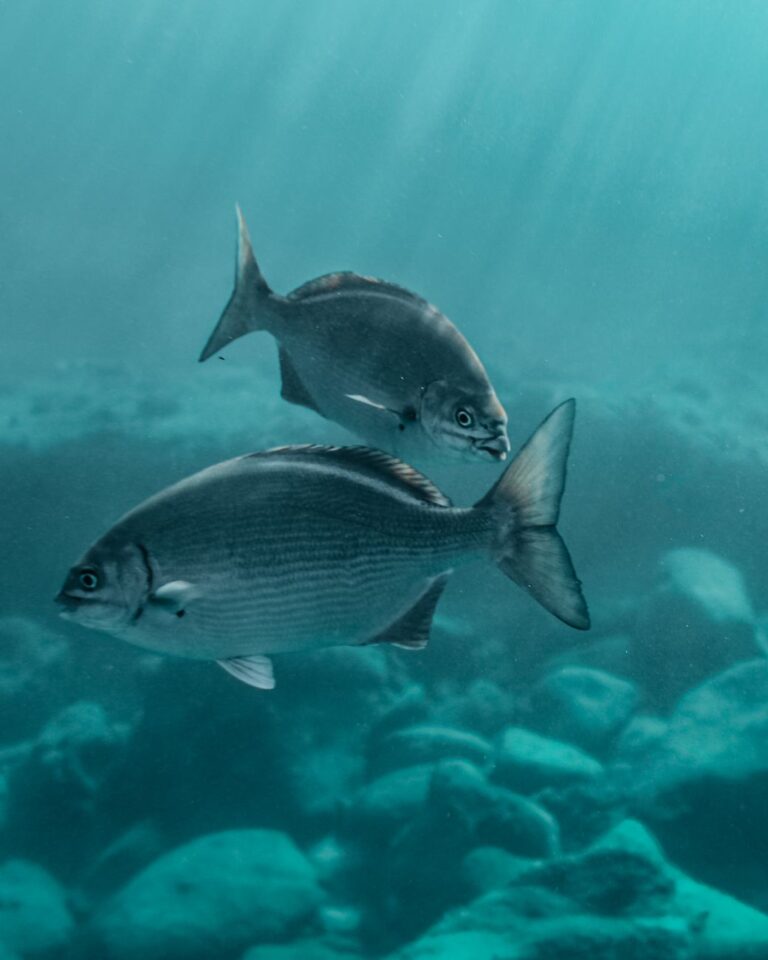 silver fish swimming in the ocean