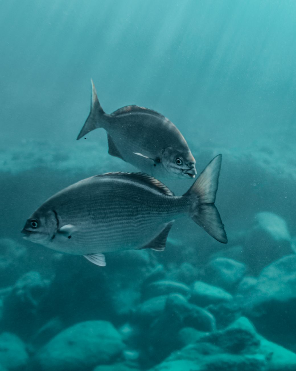 silver fish swimming in the ocean