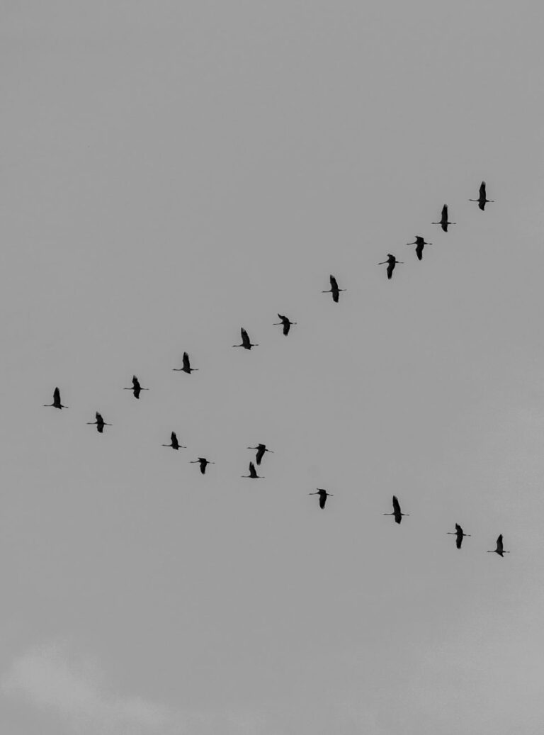 a flock of birds against a cloudy sky